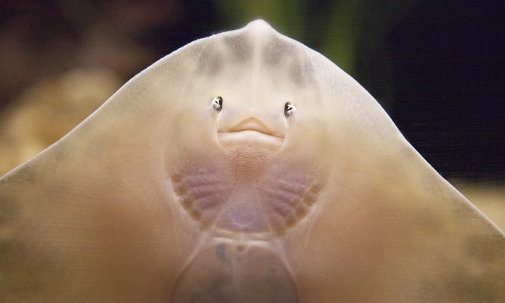 fish sea photo shooting