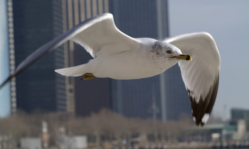 seagull sea photo shooting